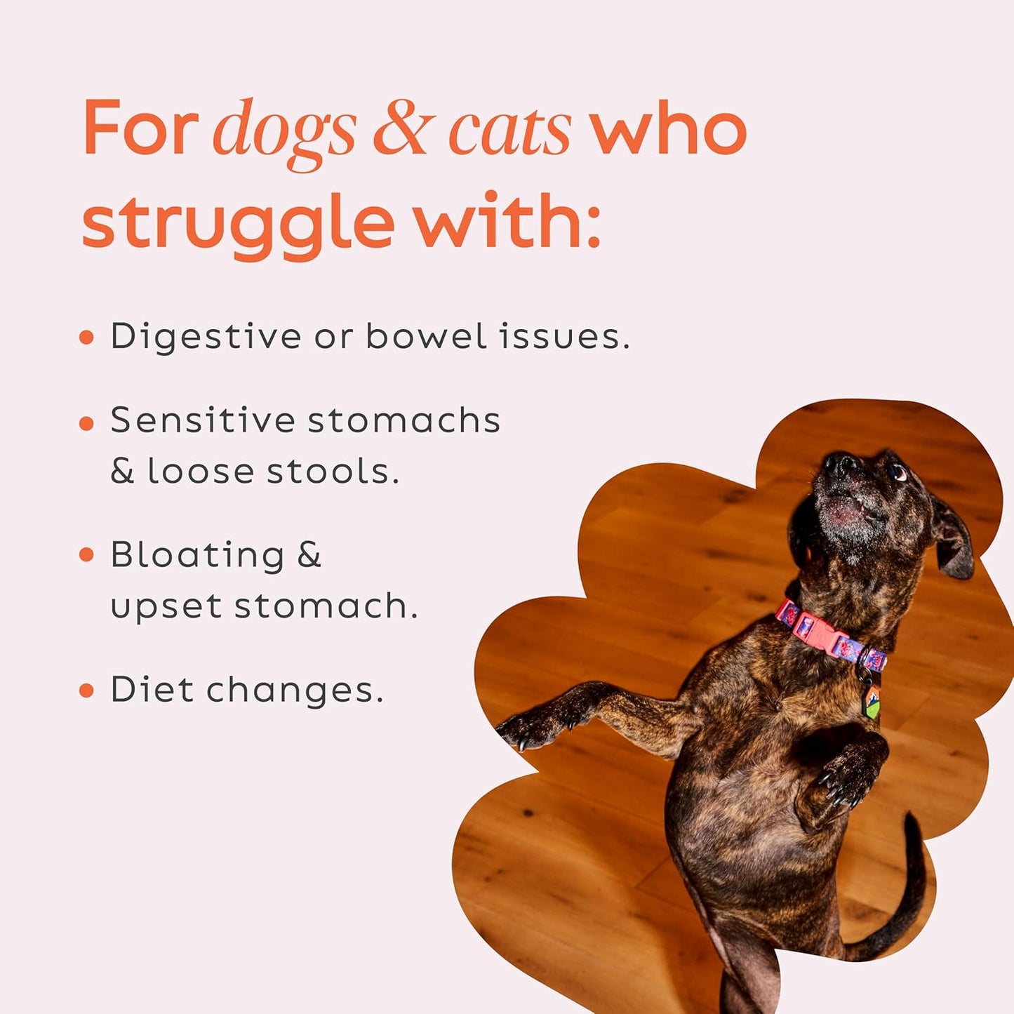 Diggin' Your Dog – Firm Up Pumpkin for Dogs & Cats – Fiber Supplement with Pumpkin & Apple Fiber for Cat & Dog Digestive Support – Made in USA, 4 oz